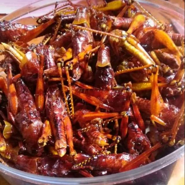 

Cemilan Belalang/walang kayu