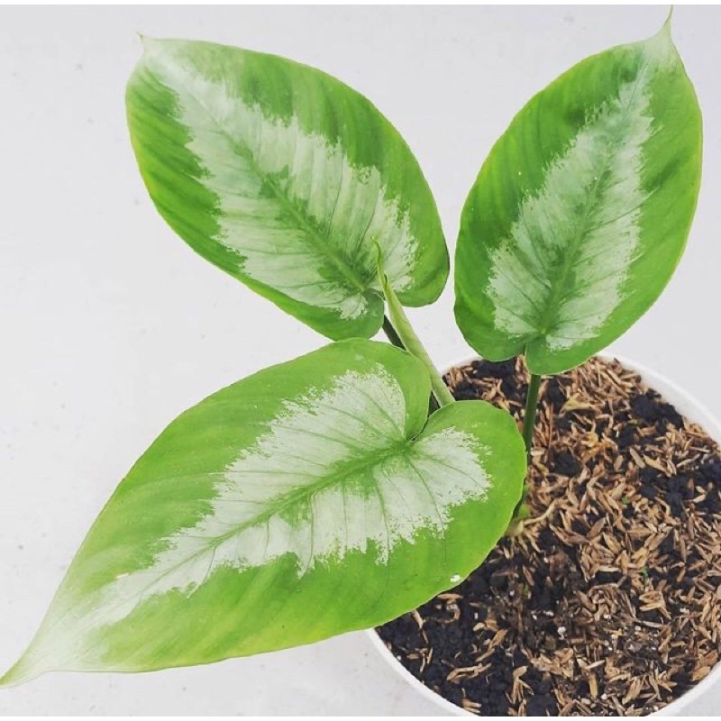 homalomena andromeda