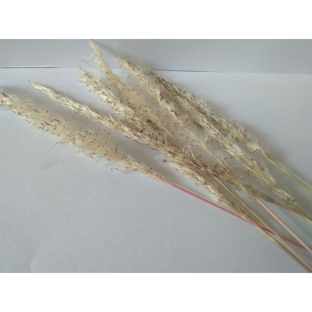 Daun Ilalang kering(10 pcs)