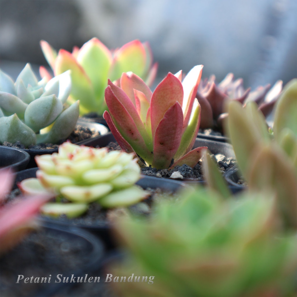 PAKET Sukulen Sekulen Kaktus GRATIS POT &amp; media cactus mini tanaman hias bunga skulen succulent echeveria