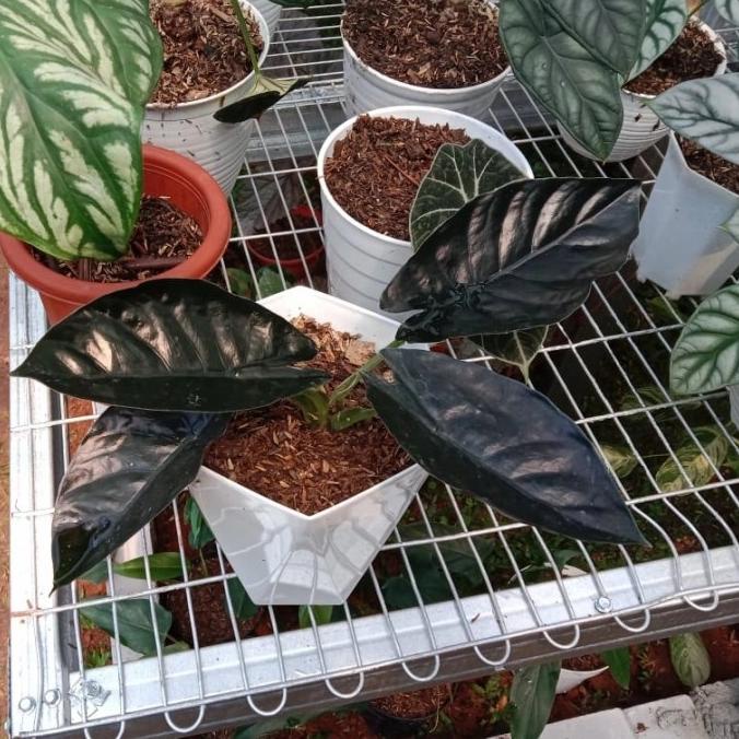 jual tanaman hias alocasia black indo infernalis