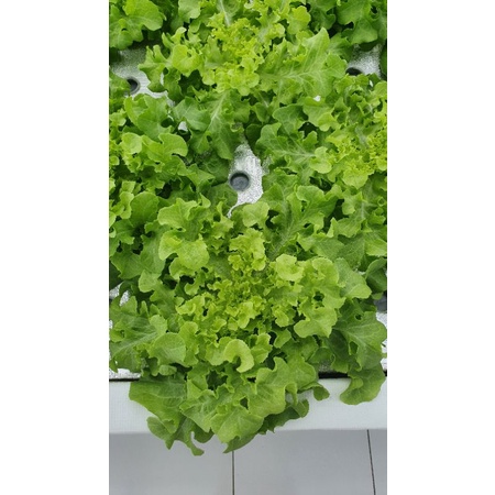 

Lettuce Green Oakleaf