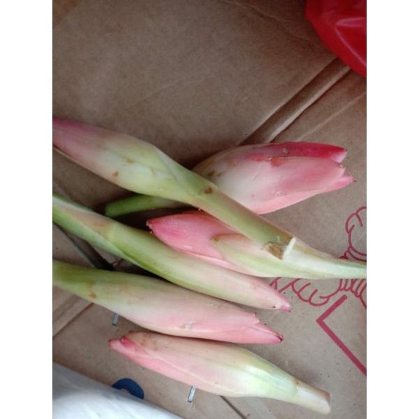 

Kincung Kecombrang Bunga Rias Fresh 1kg