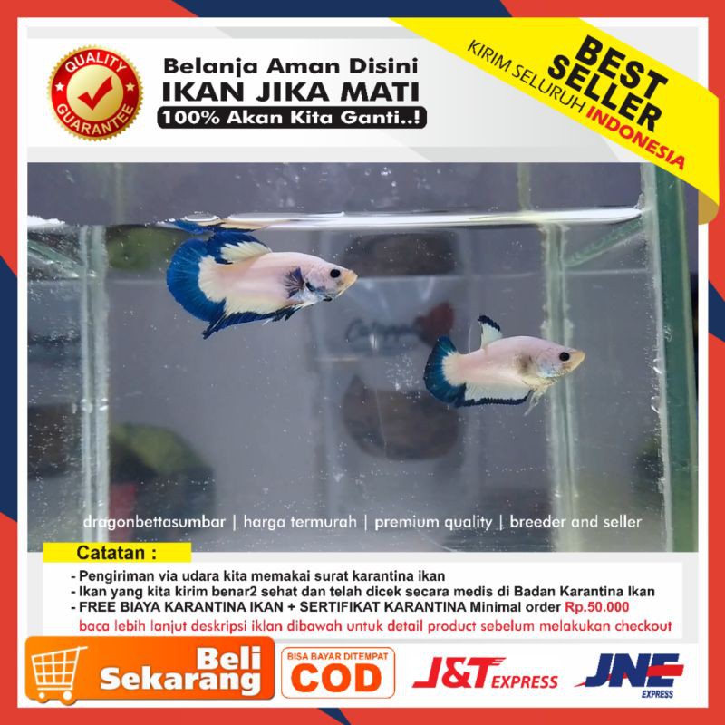 Ikan Cupang Blue Rim Top Grade Sepasang Siap Untuk Dipijahkan