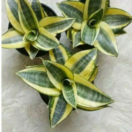 Tanaman hias Sansivera Mini Golden /sansivera kodok