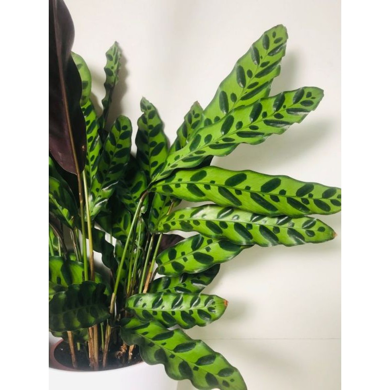 Tanaman Hias Calathea Lancifolia - Indoor Plants