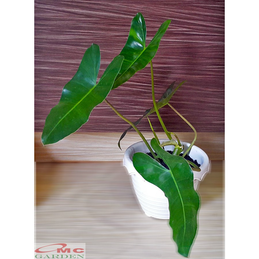 Philodendron Philo Brekele Burle Marx Tanaman Hias PBR-001