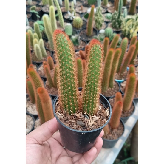 Kaktus ownroot ekor tupai