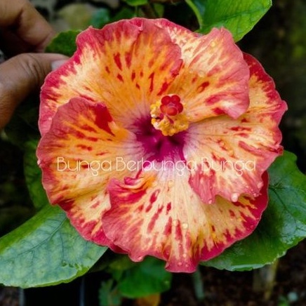 bibit bunga sepatu hibiscus bangkok import Orange mosaic - tanaman hias bunga hibiscus