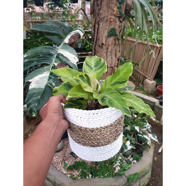 calathea yelow / maranti kuning / tanaman maranti murah