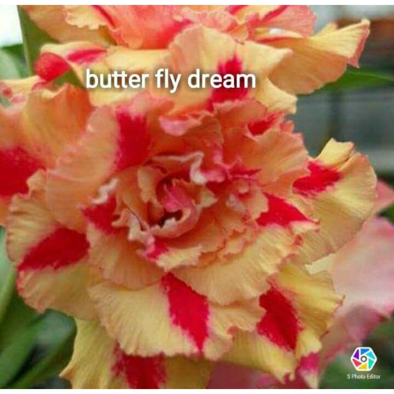 adenium bunga tumpuk size B