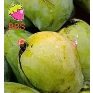 

Mangga Indramayu Super/Buah Sega/1 kg