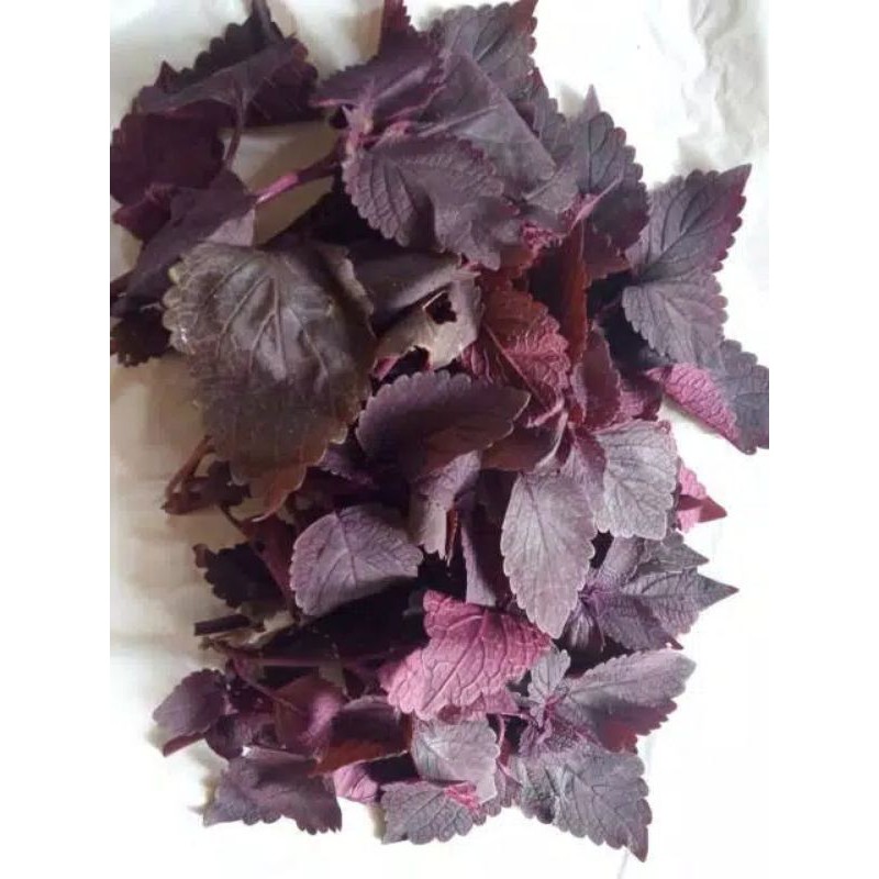 

Daun Miana Iler jawer Kotok Segar 250 Gram
