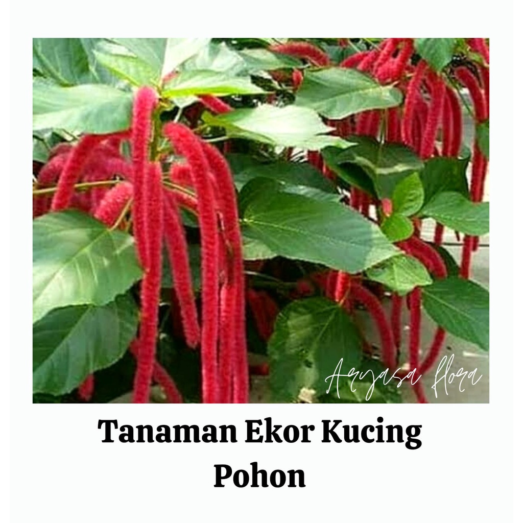 Tanaman Hias Ekor Kucing Pohon/Ekor Kucing Pohon