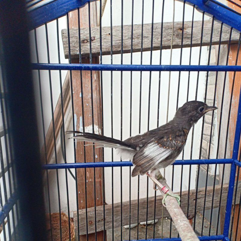 trotol murai batu betina