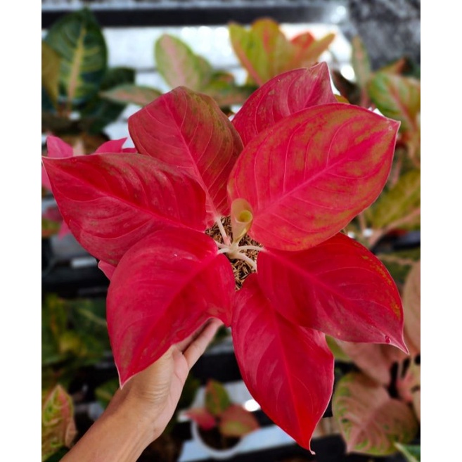 Aglonema Super Red Exotic