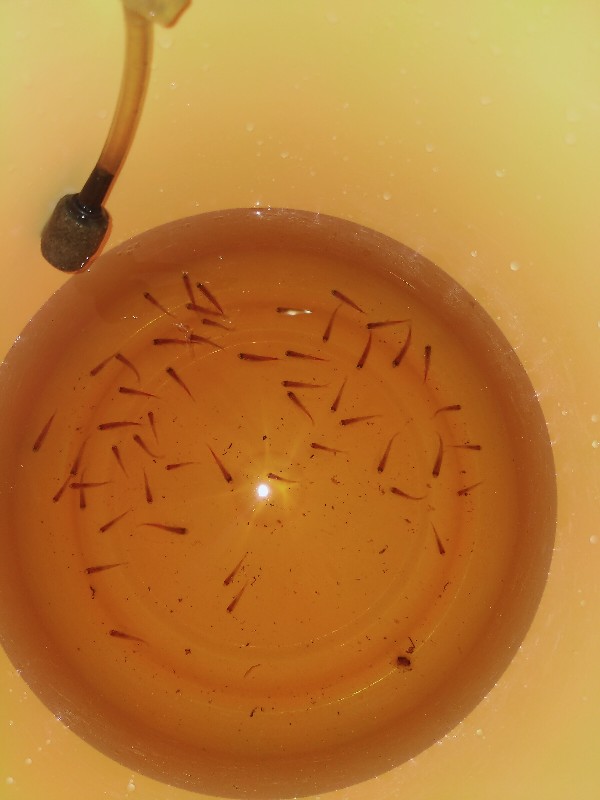 Glowlight Tetra Neon Api