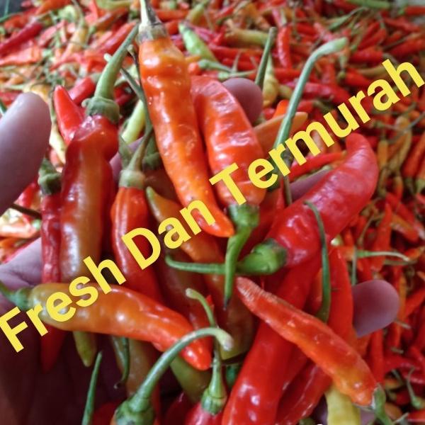 

Cabe Rawit Merah Jablay setan Galak 1 kg
