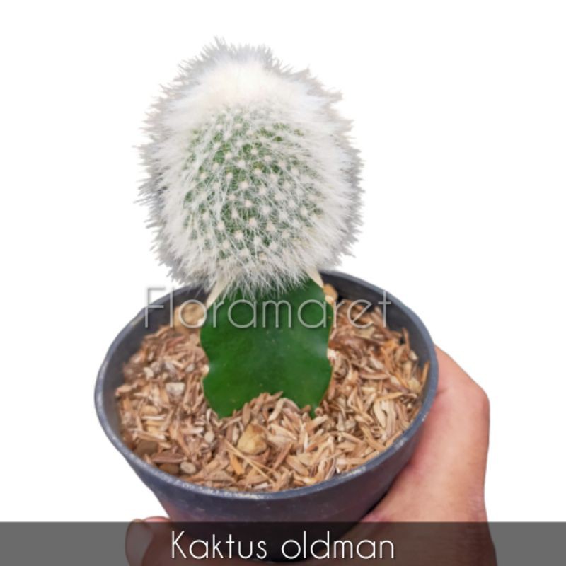 Kaktus oldman - kaktus bulu putih