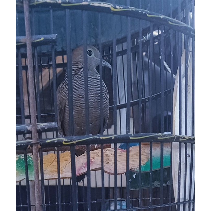 Burung perkutut cemani rajin bunyi