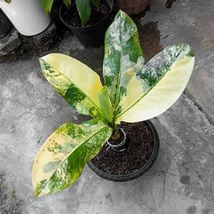 tanaman hias difenbachia big bang | difenbachia panglima