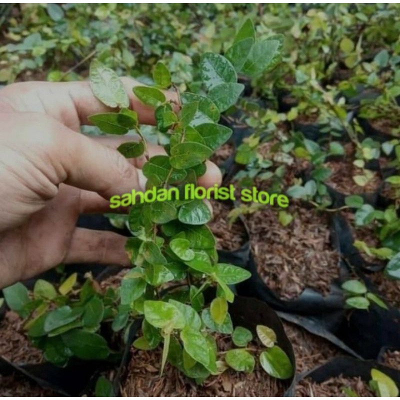 dolar rambat mini / pohon dolar rambat kecil / pohon dolar rambat / bisa COD