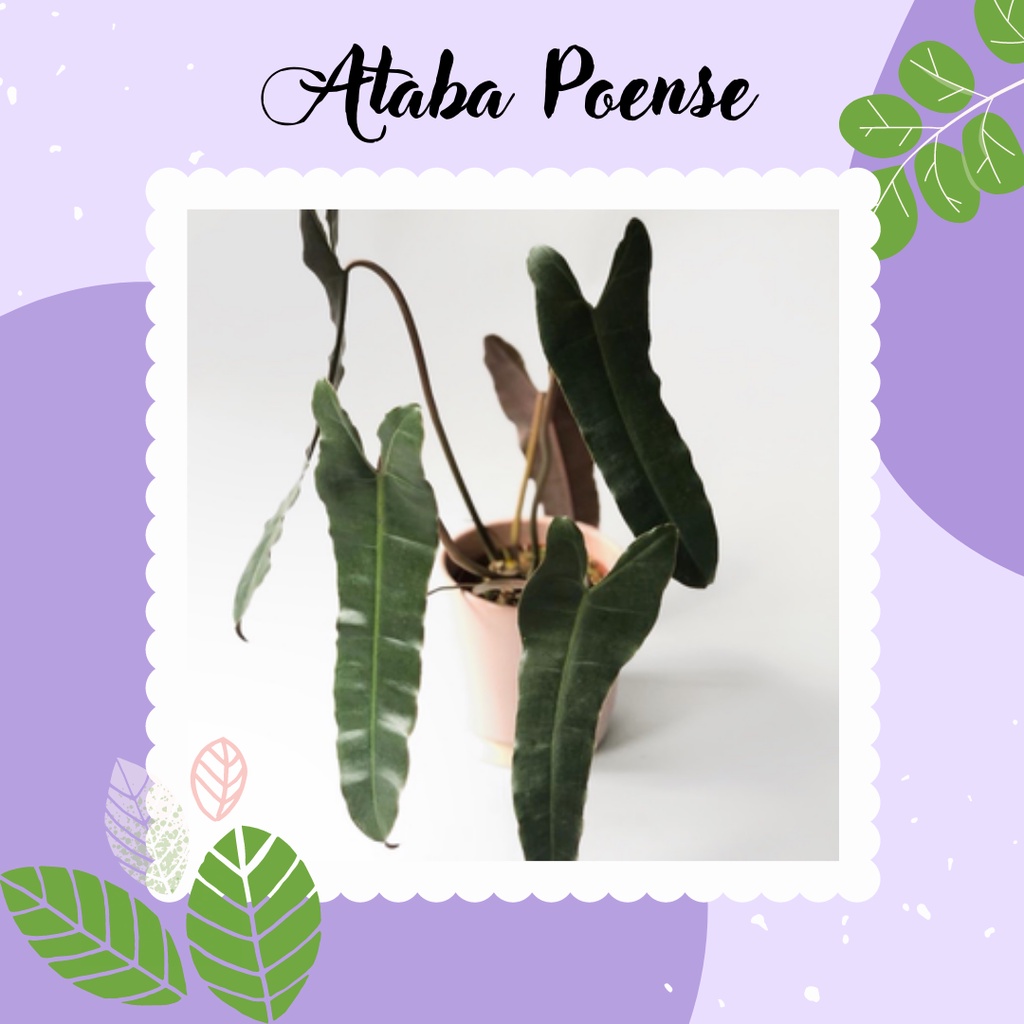 Philodendron Atabapoense Murah Tanaman Hias Philo Atabapoense