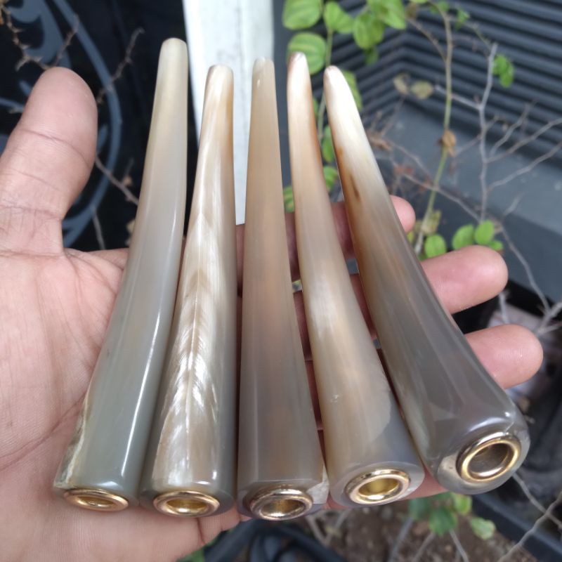 PIPA ONCE TANDUK KERBAU BULE SUPER 13 - 14cm