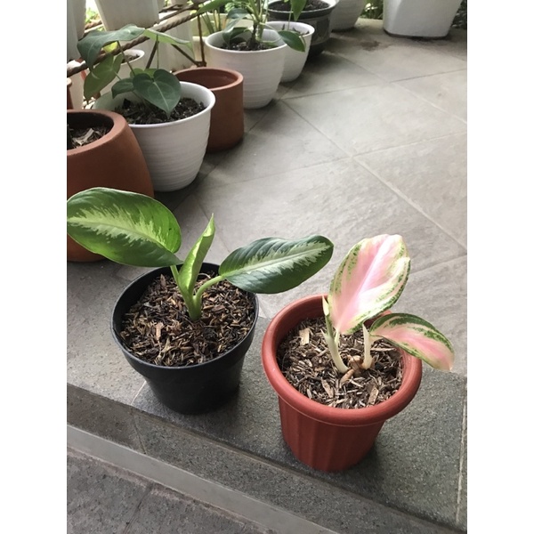 aglonema pink sunset dan aglo green bowl mutasi