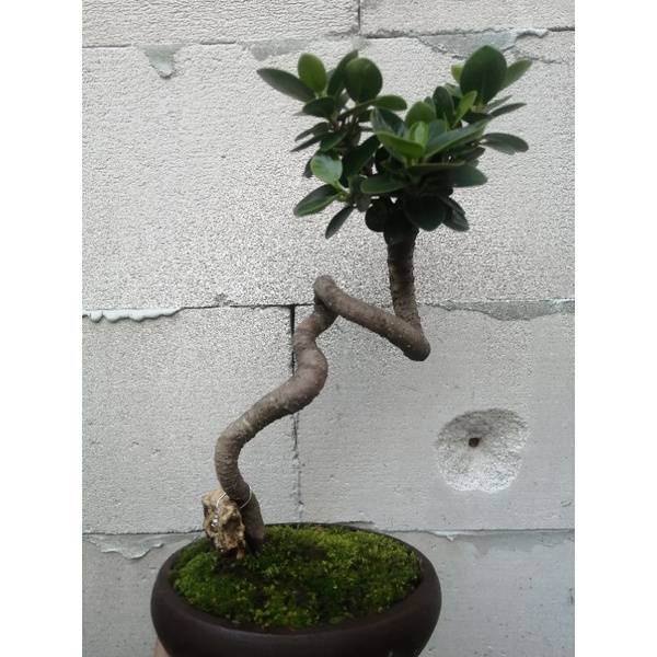 jual-bonsai-beringin-korea-micro-dolar-mangkok-meliuk-shopee-indonesia