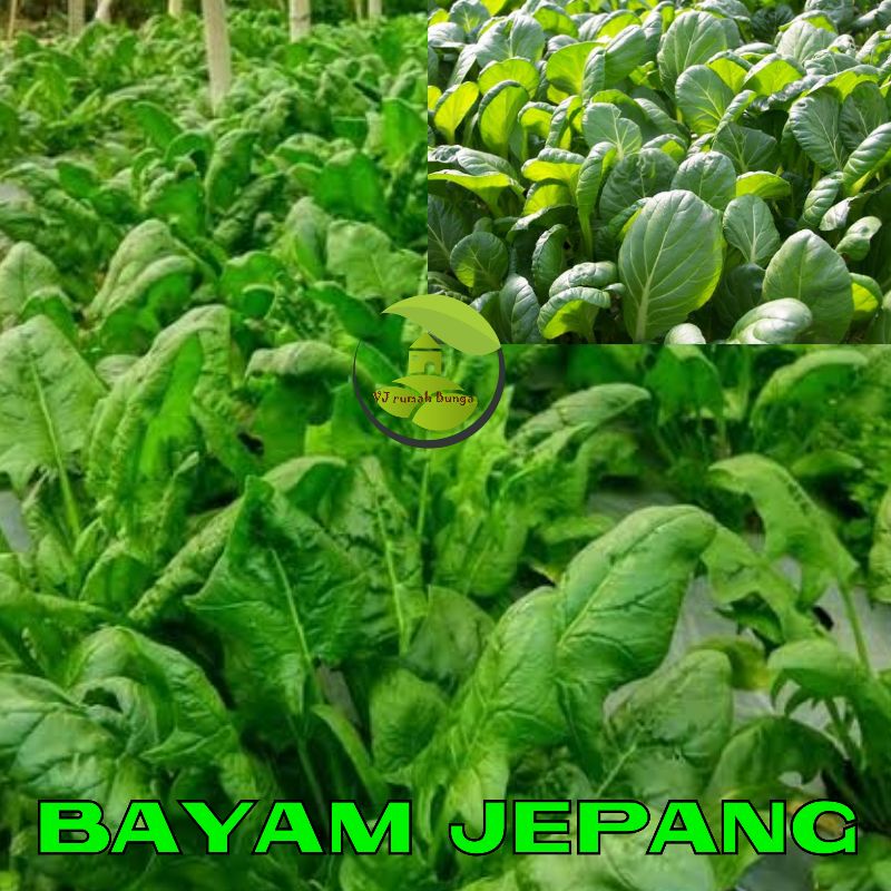 Benih Bibit Bayam Jepang spinach Horenso