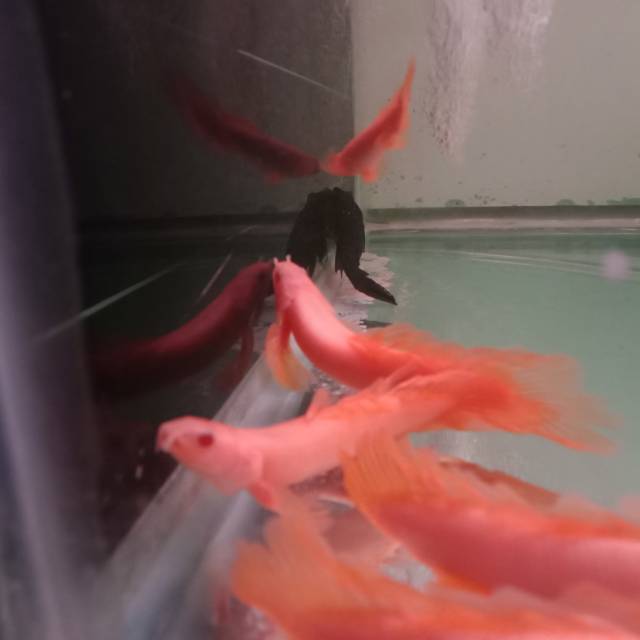 palmas albino / ikan palmas / ikan hias / ikan predator / ikan naga