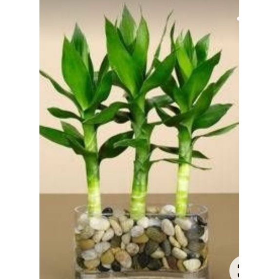 bambu hoki/bambu sri rejeki/lucky bamboo
