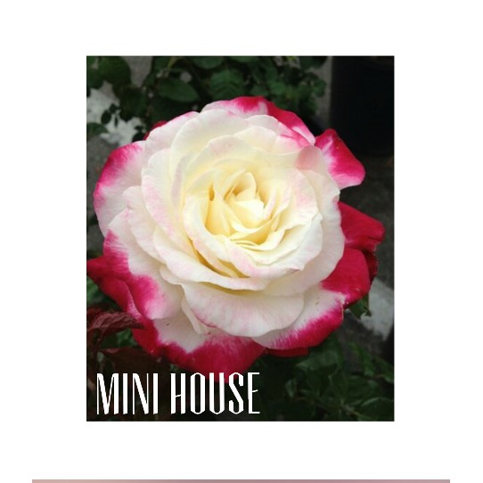 BIBIT BENIH BIJI MAWAR / MAWAR PUTIH