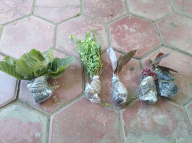 Tanaman Hias - Bibit Bunga Gloxinia