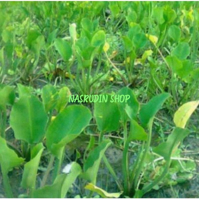 

[Fresh] BIBIT DAUN GENJER SAWAH PERPOHON.