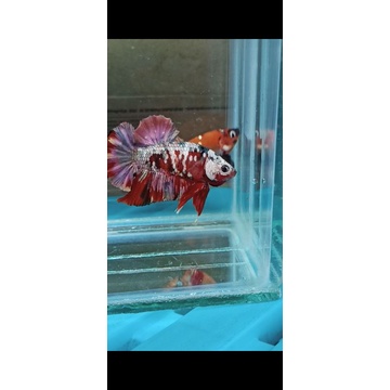 ikan cupang red koi copper/iron man (real pic)