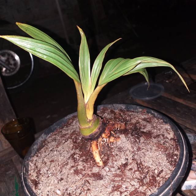 Bonsai kelapa minion akar melilit/bahan bonkla