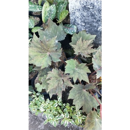 begonia bintang merah