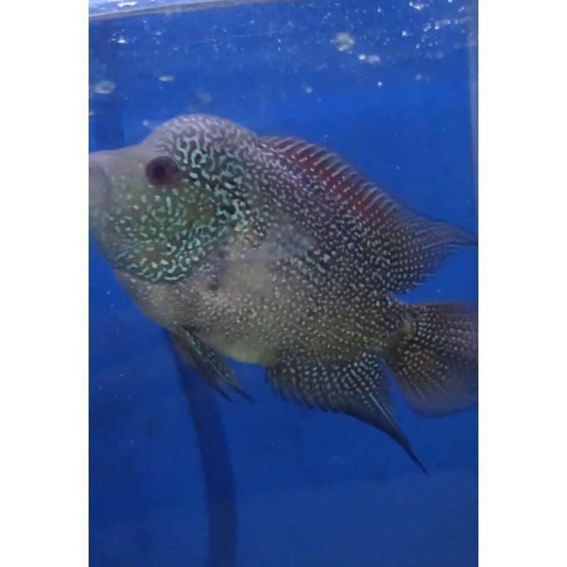 Ikan Louhan Cencu size 10-11cm