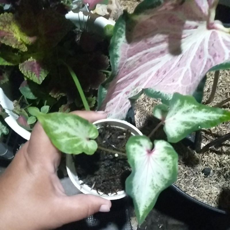keladi pink ratana