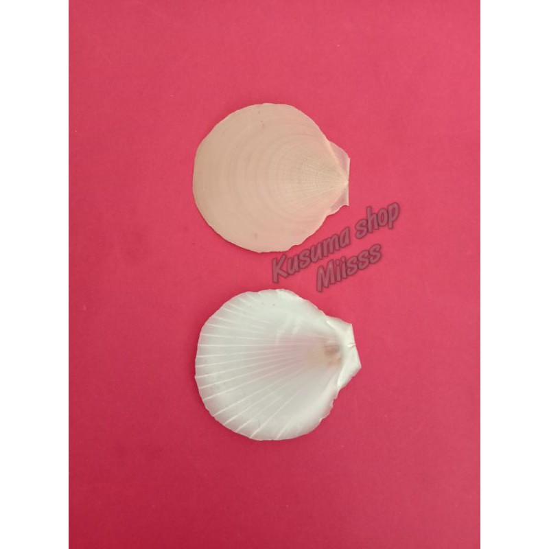 CANGKANG KERANG KIPAS