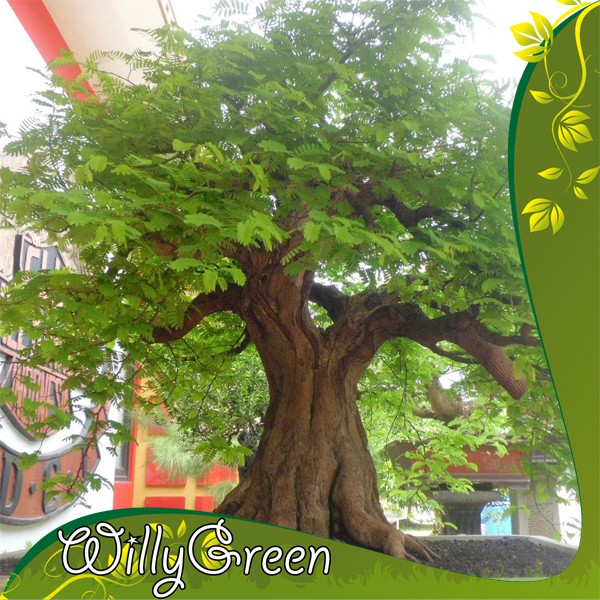 Benih Tanaman Bonsai Asam Jawa ( Asem Jawa ) Siap Tanam