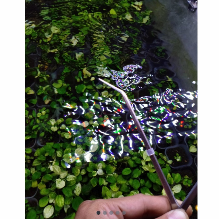 PROFESSIONAL PINSET BENGKOK AQUARIUM AQUASCAPE ANTI SLIP DAN LANCIP