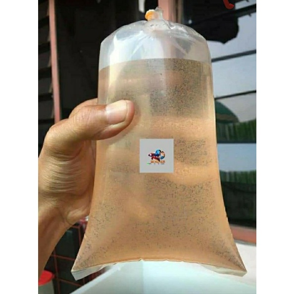 Artemia pakan burayak ikan 4 hari ( Hidup )