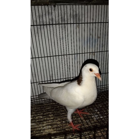 merpati plontang/ BURUNG DARA.