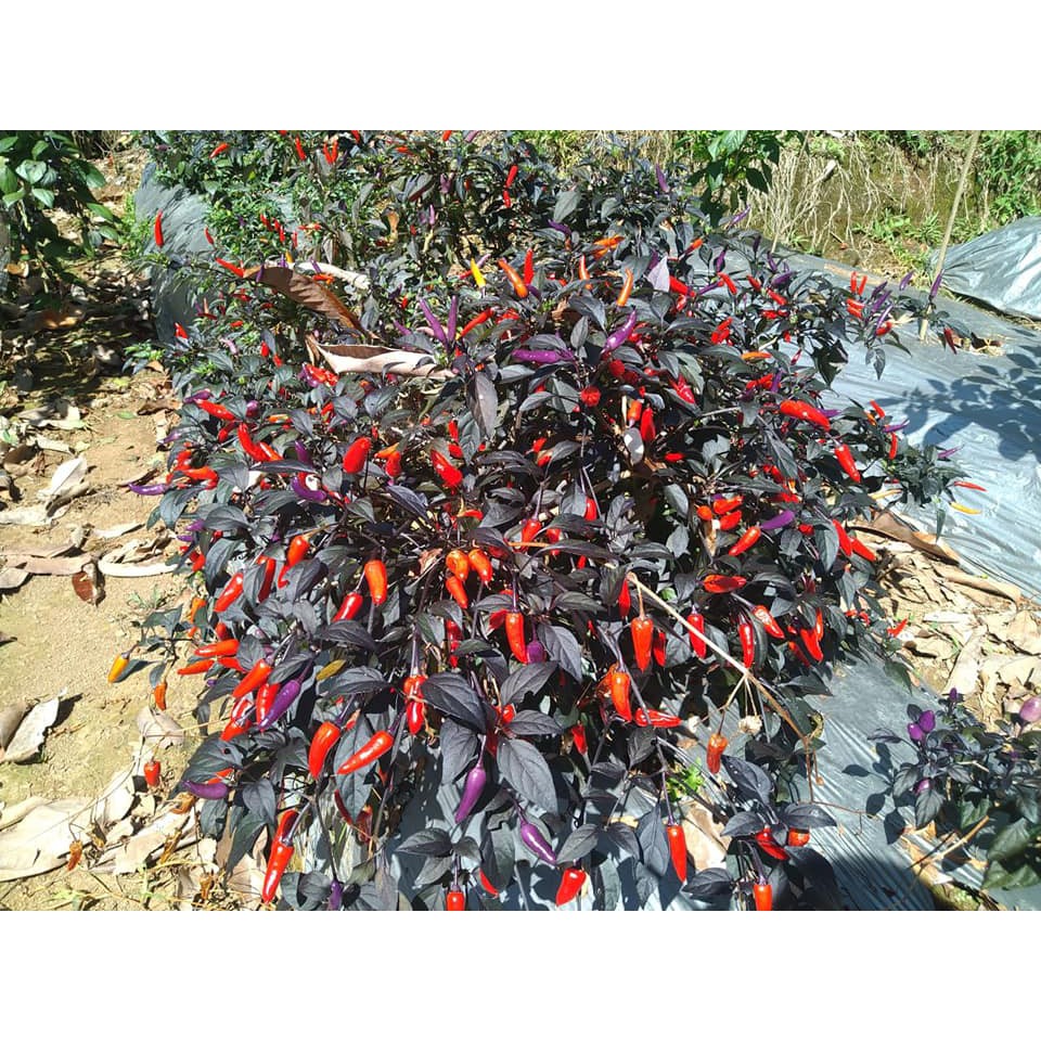 Benih Bibit Biji - Cabai Purple Rainbow Cabe Pelangi Pepper Seeds - Buah Sangat Produktif