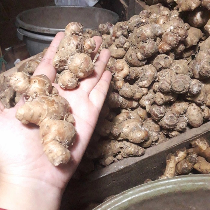 

Kencur Bangkok Besar Segar Fresh Asli - 250 gram