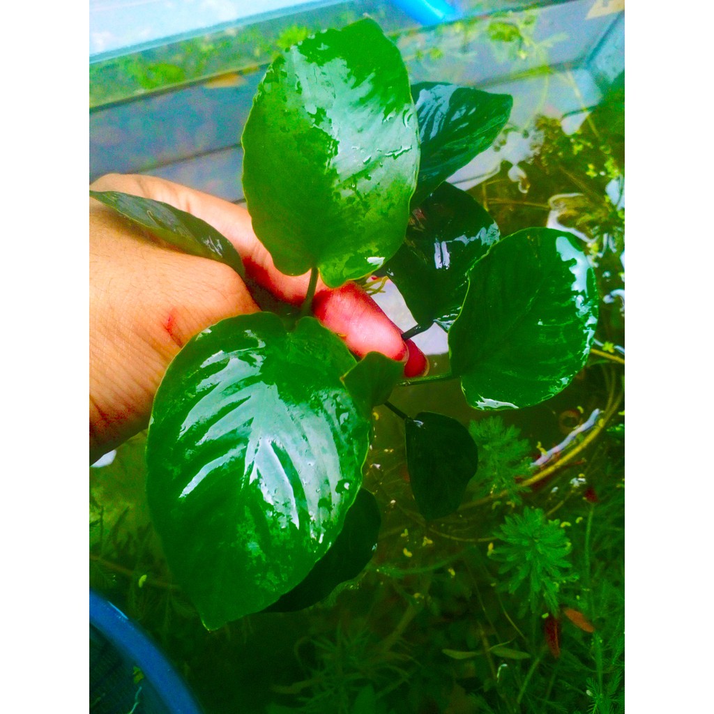 Anubias Broadleaf - Barteri Broad leaf - Aquascape
