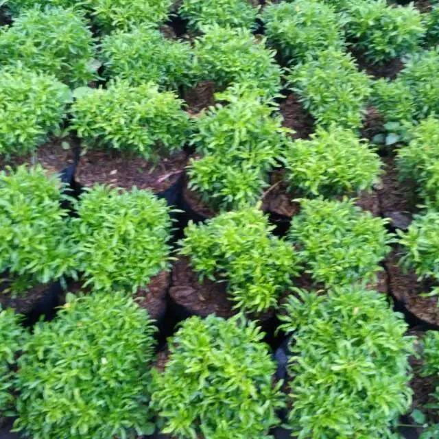 Tanaman brokoli hijau tanaman hias brokoli hijau tanaman Tanaman brokoli hijau tanaman hias brokoli hijau tanaman